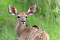 Baby Greater Kudu in the Kruger National Park in South Africa Royalty Free Stock Photo