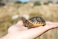 Baby Greek tortoise Testudo graeca, also known as the spur-thighed tortoise, sitting on  human hand Royalty Free Stock Photo