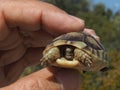 Baby Greek tortoise, Testudo Graeca Royalty Free Stock Photo