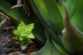 Baby green Aloe Plant Aculeata at a tropical botanical garden.