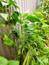 Baby green capsicum plants in garden