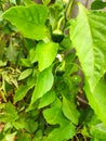 Baby green capsicum plants in garden 2