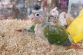 Baby green-cheeked conure bird