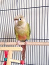 A Baby Green-Cheeked Parakeet.