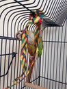 A Baby Green-Cheeked Parakeet Chewing a Palm Tree Chew Toy. Royalty Free Stock Photo