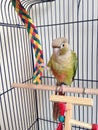 A Baby Green-Cheeked Parakeet with a Palm Tree Chew Toy. Royalty Free Stock Photo