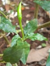 Baby green chili