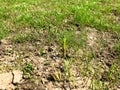 Baby green grass in spring Royalty Free Stock Photo