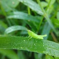 Baby green grasscopper watery with dew in the morning