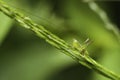 Baby green grasshopper