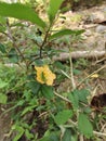 baby green grasshoppers land on flowers