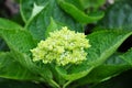 Baby Green Hydrangea Flowers Royalty Free Stock Photo