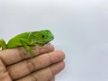 baby green iguana crawling or perch on someone's hand isolated on white background Royalty Free Stock Photo