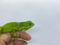 baby green iguana crawling or perch on someone's hand isolated on white background Royalty Free Stock Photo