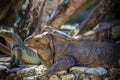 Baby green iguana lies on its mother