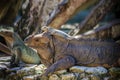 Baby green iguana lies on its mother