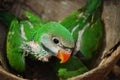 Baby green parrot birds