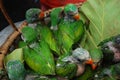 Baby green parrot birds