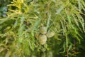 Baby green pine cone, seeds, branch needles, outdoor close up