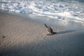 Baby Green sea turtle on the beach Royalty Free Stock Photo