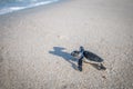 Baby Green sea turtle on the beach Royalty Free Stock Photo