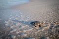 Baby Green sea turtle on the beach Royalty Free Stock Photo