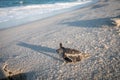 Baby Green sea turtle on the beach Royalty Free Stock Photo