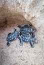 Baby Green sea turtle hatchlings in their nest. Royalty Free Stock Photo