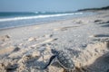 Baby Green sea turtle making its way to the Ocean. Royalty Free Stock Photo