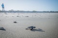 Baby Green sea turtle making its way to the Ocean. Royalty Free Stock Photo