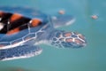 Baby Green Sea Turtle Swiming Royalty Free Stock Photo