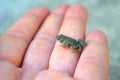 Baby frog on hand- nature conservation Royalty Free Stock Photo