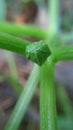 A baby green tomatoe Royalty Free Stock Photo