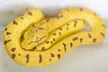 A baby `green tree python` formerly known as `Chondropython viridis` now known as `Morelia viridis Royalty Free Stock Photo