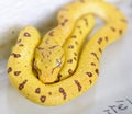 A baby `green tree python` formerly known as `Chondropython viridis` now known as `Morelia viridis Royalty Free Stock Photo