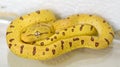 A baby `green tree python` formerly known as `Chondropython viridis` now known as `Morelia viridis Royalty Free Stock Photo