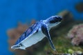 Baby Green turtle Royalty Free Stock Photo