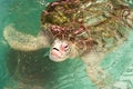 Baby green turtle appear to water surface Royalty Free Stock Photo