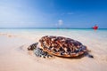 Baby Green Turtle going to the ocean for the first time, release