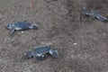 Baby green turtles on the beach in Costa Rica