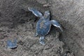 Baby green turtles on the beach in Costa Rica