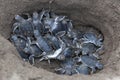 Baby green turtles on the beach in Costa Rica