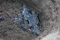 Baby green turtles on the beach in Costa Rica