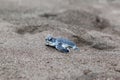 Baby green turtles on the beach in Costa Rica