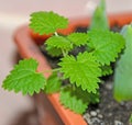 Baby green urtica dioica, common nettle, stinging, close up Royalty Free Stock Photo