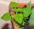 Baby green urtica dioica, common nettle, stinging, close up Royalty Free Stock Photo