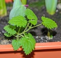 Baby green urtica dioica, common nettle, stinging, close up Royalty Free Stock Photo