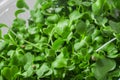 Baby greens background. Vegan microgreen shoots. Growing healthy eating concept