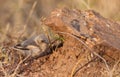 A baby Grey-capped Social Weaver