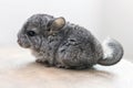 Baby grey chinchilla sitting on brown wood slice. Lovely and cute pet, background, backlit. Royalty Free Stock Photo